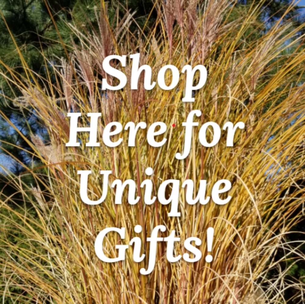 Shop Here - Picture 1 of 1